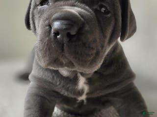 Cane Corso dogs Cane Corso Puppy 1 - Ad 34