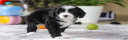 Bernedoodle dogs for sale: Jaxon - Ad 3