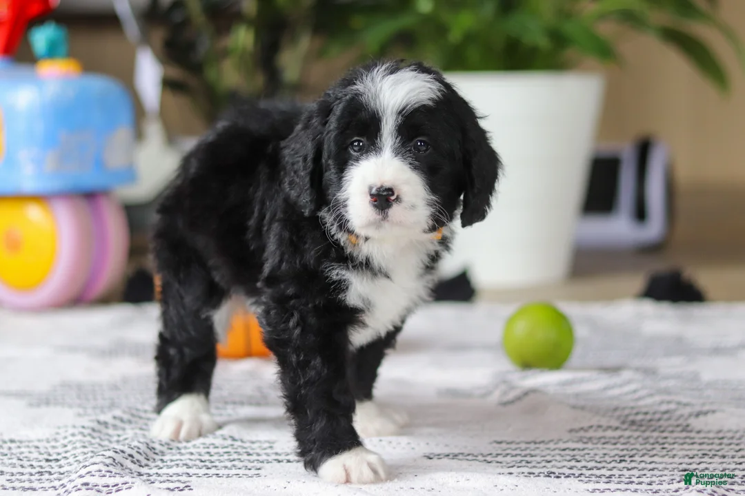 Bernedoodle dogs for sale: Jaxon - Ad 3