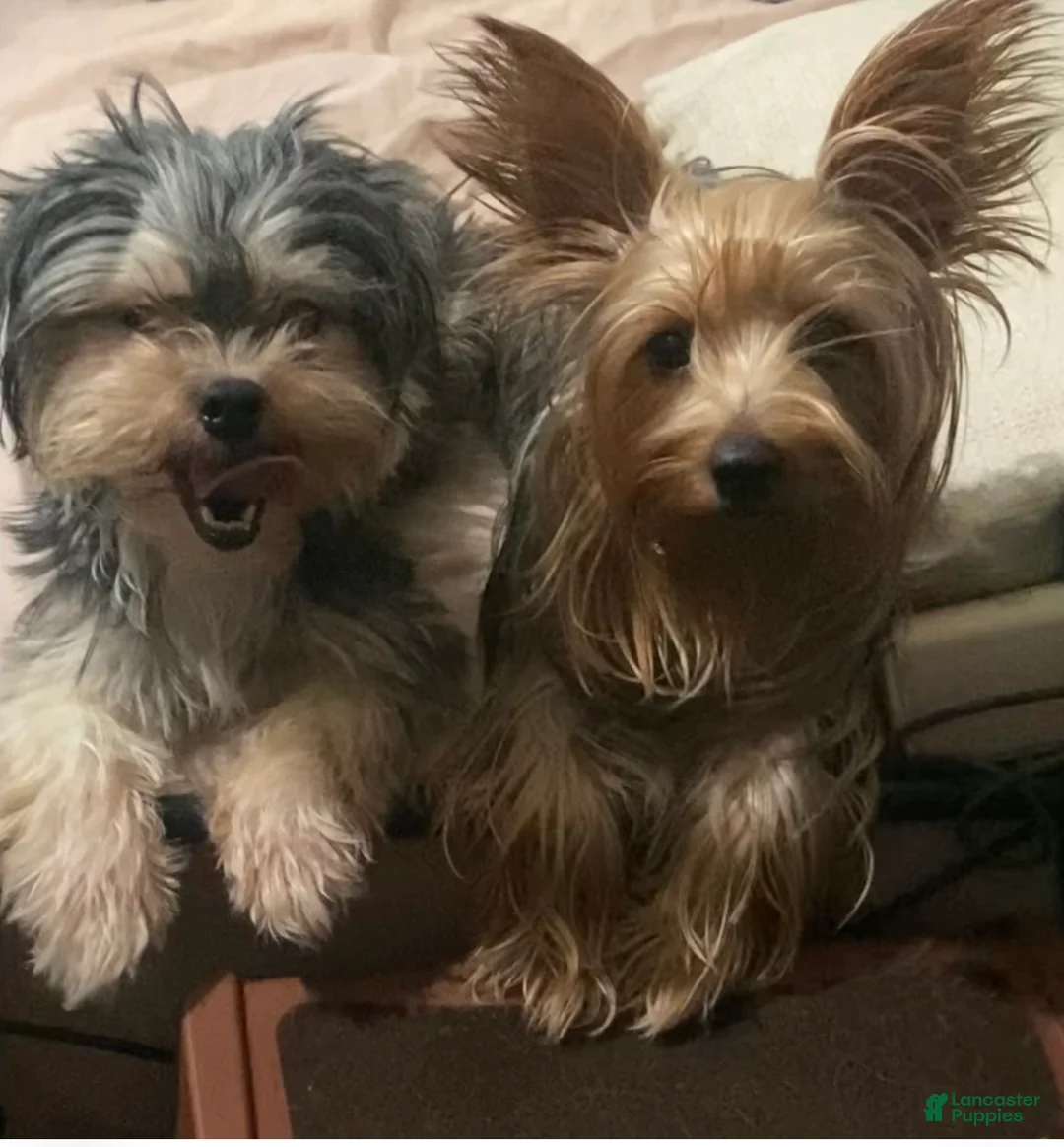 Mixed Breed dogs for sale: Mixed Breed Puppy 2 - Ad 3