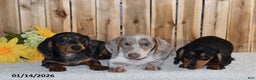 Miniature Dachshund dogs for sale: Vernon - Ad 5