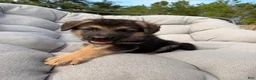 German Shepherd dogs for sale: Maverick - Ad 5