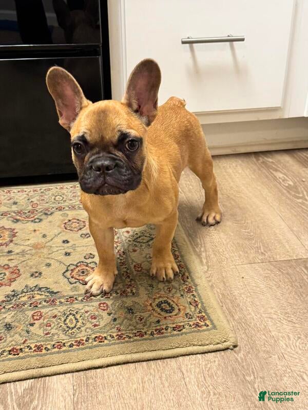 French Bulldog dogs Teddy - Ad 19