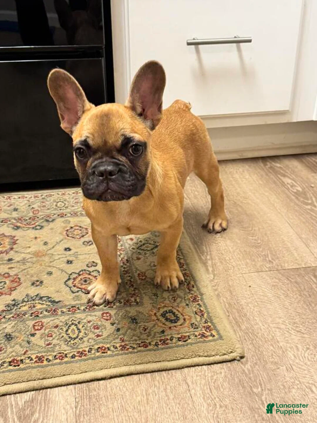 French Bulldog dogs for sale: Teddy - Ad 1