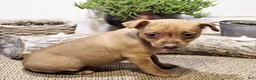 Miniature Pinscher dogs for sale: Penny - Ad 2