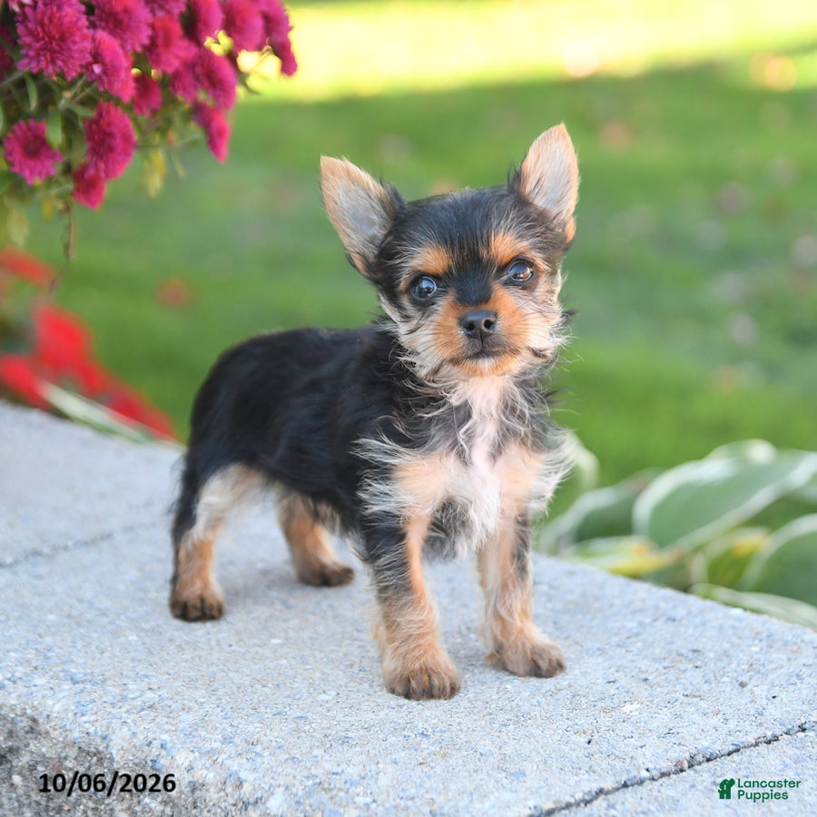 Zoey (Yorkshire Terrier, Female) in Belleville, PA