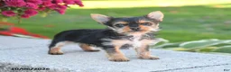 Yorkshire Terrier dogs for sale: Zoey - Ad 1