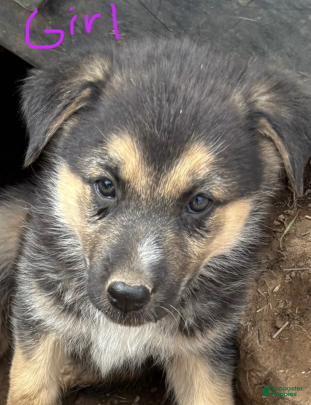 Mixed Breed dogs for sale: Mixed Breed 2 - Ad 1