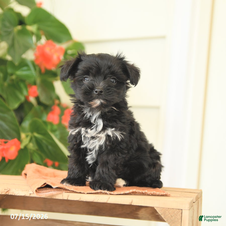 Morkie dogs Hazel - Ad 1