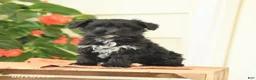 Morkie dogs for sale: Hazel - Ad 1