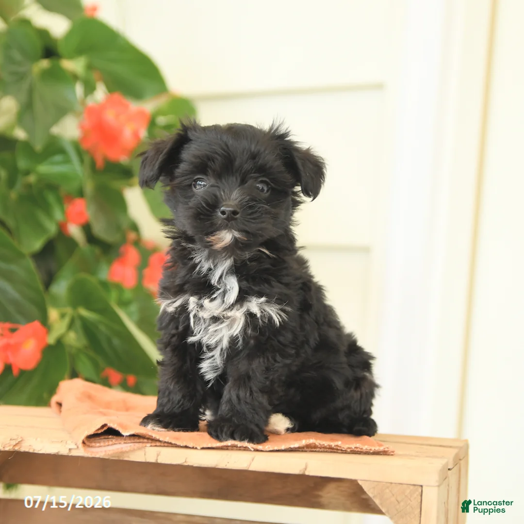 Morkie dogs for sale: Hazel - Ad 1
