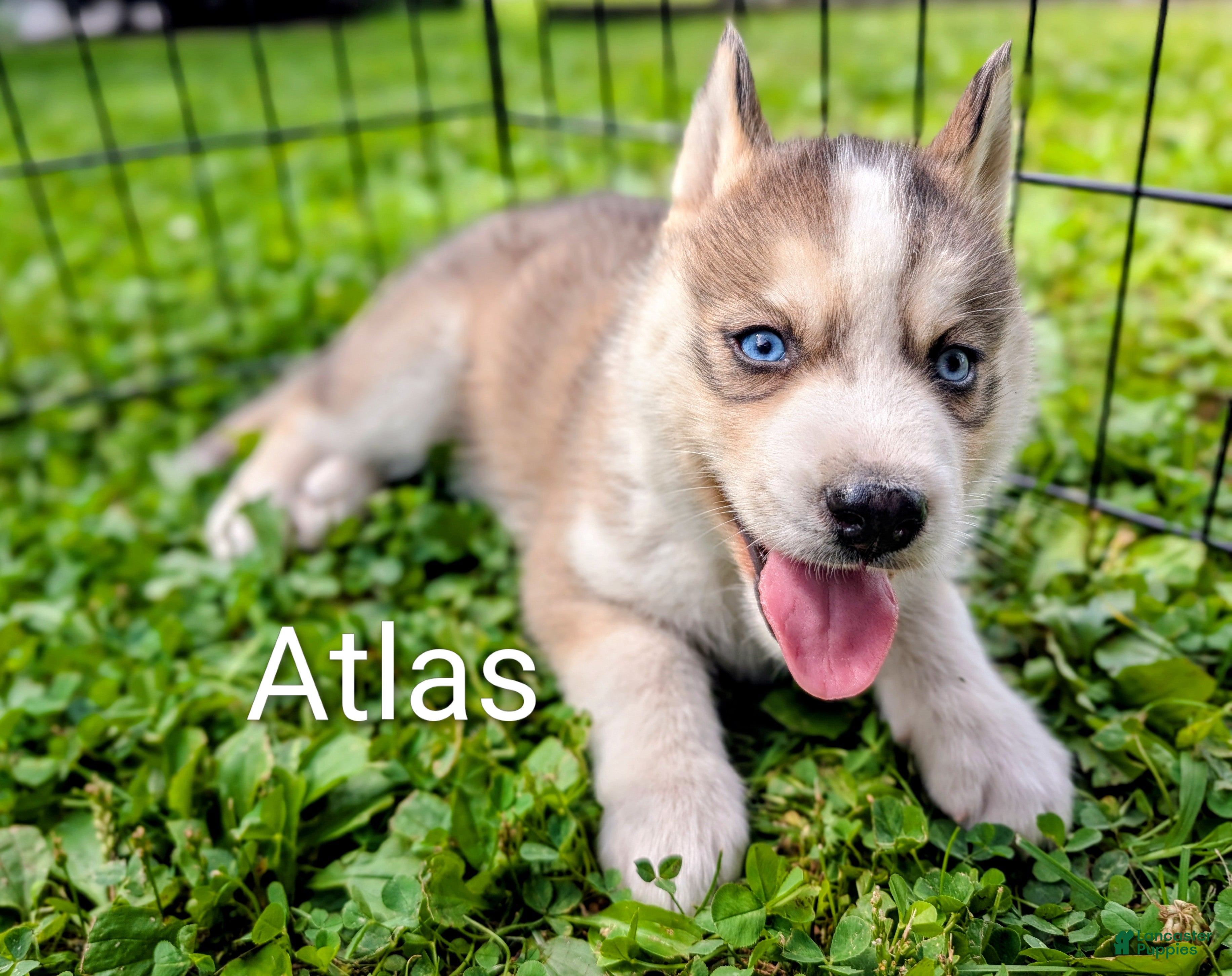 Siberian Husky dogs Atlas - Ad 1