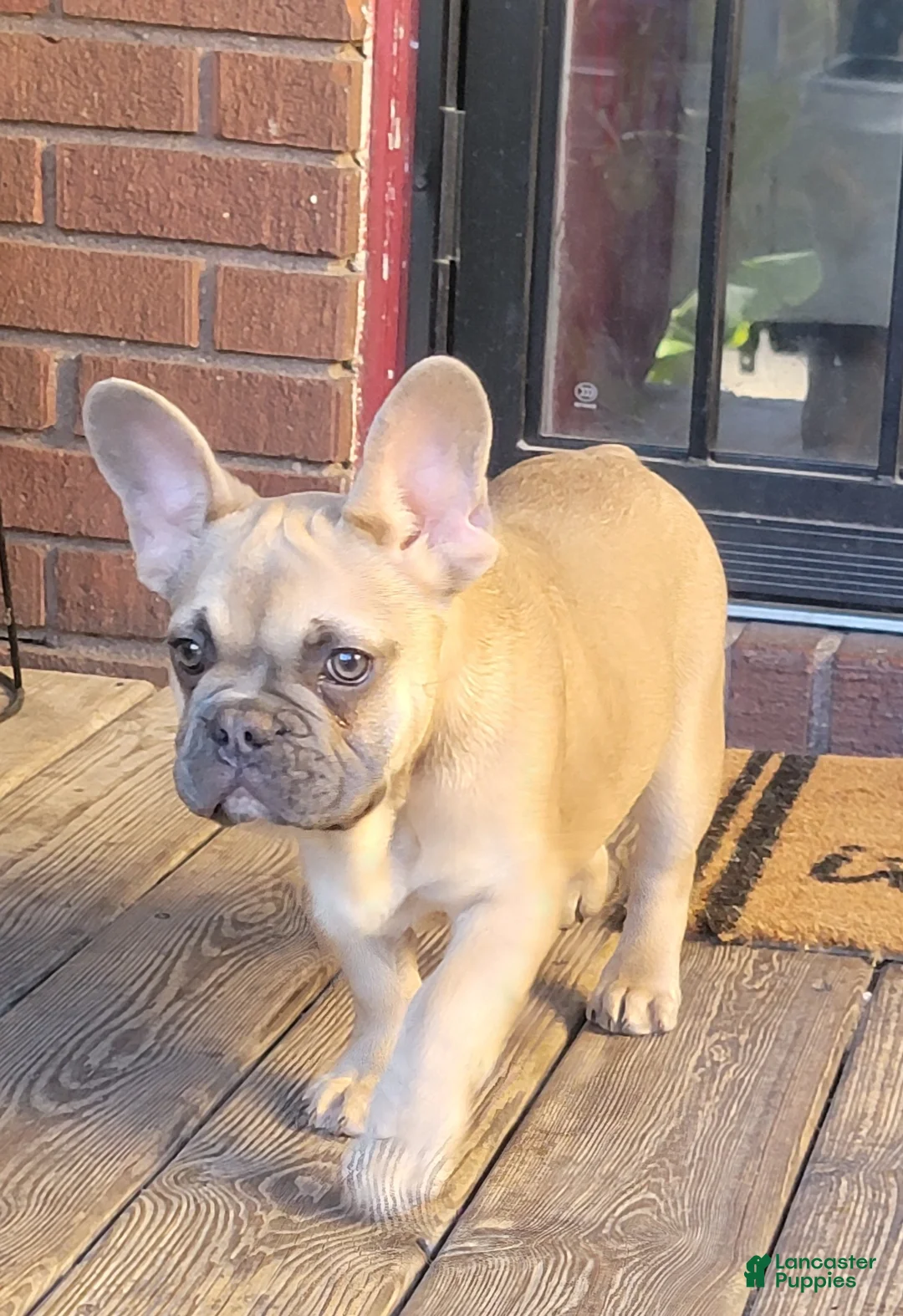 Gallery Image {{count}}