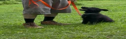German Shepherd dogs for sale: ÚNICO  - Ad 12