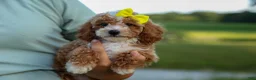 Miniature Poodle dogs for sale:  Ginger 🌸 - Ad 14