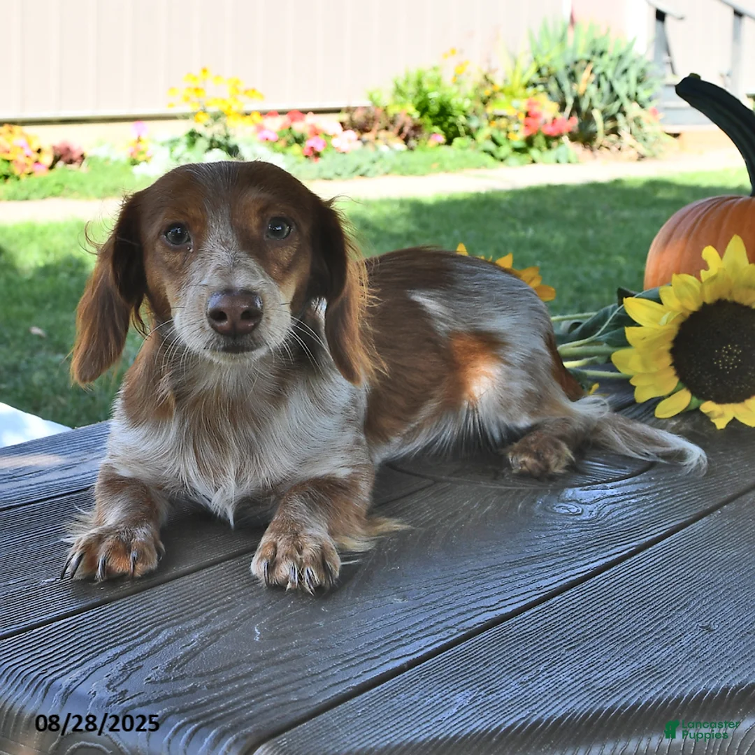 Miniature Dachshund dogs for sale: Clover - Ad 7