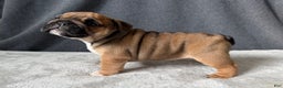 English Bulldog dogs for sale: Coco - Ad 2
