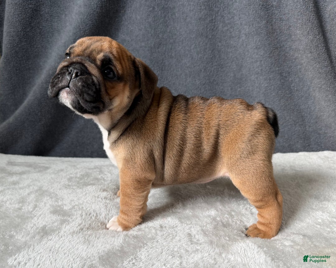 English Bulldog dogs for sale: Coco - Ad 2
