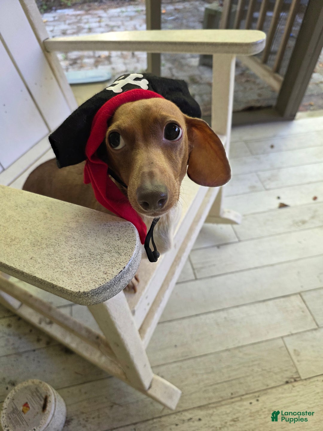 Mixed Breed dogs for sale: Ginger - Ad 11