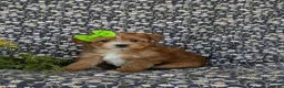 Shorkie dogs for sale: Mia Hypoallergenic - Ad 4