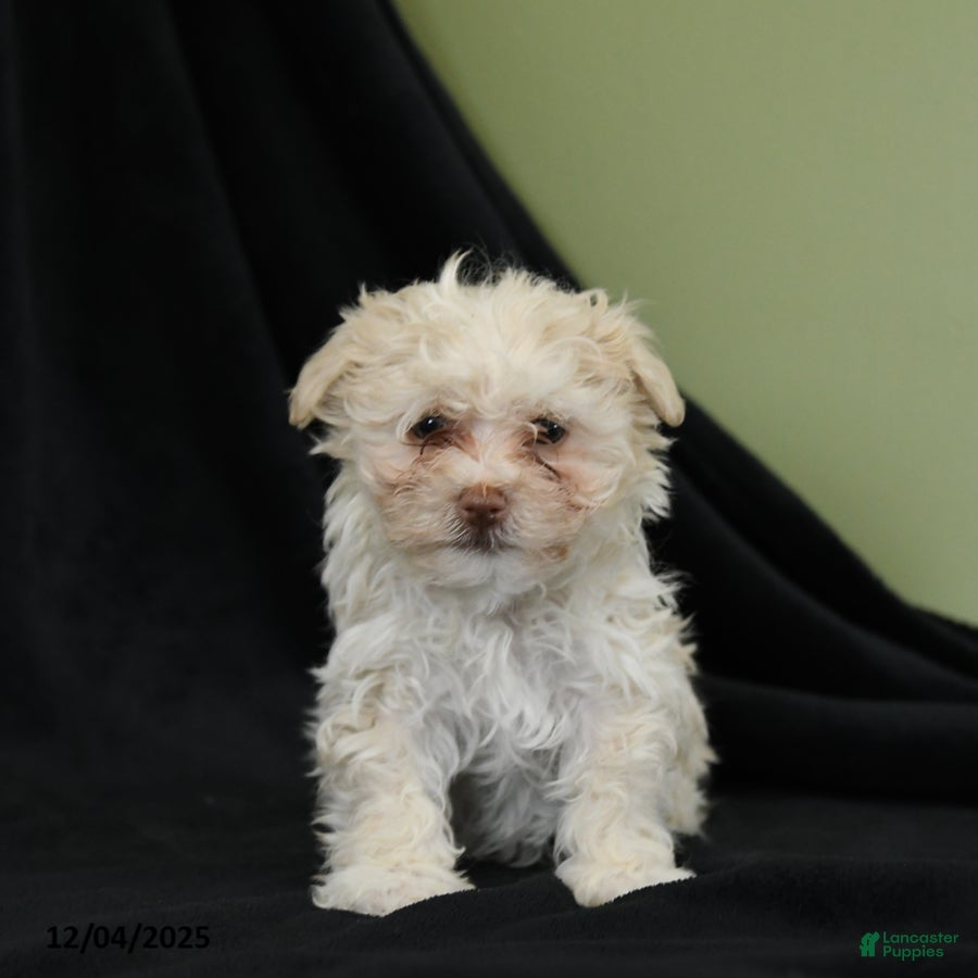Havanese dogs Dorian - Ad 2