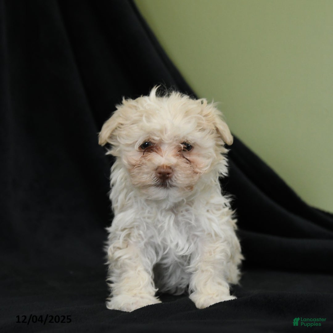 Havanese dogs for sale: Dorian - Ad 2
