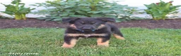 German Shepherd dogs for sale: Spike - Ad 1