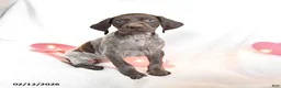 German Shorthaired Pointer dogs for sale: Rosebud - Ad 3