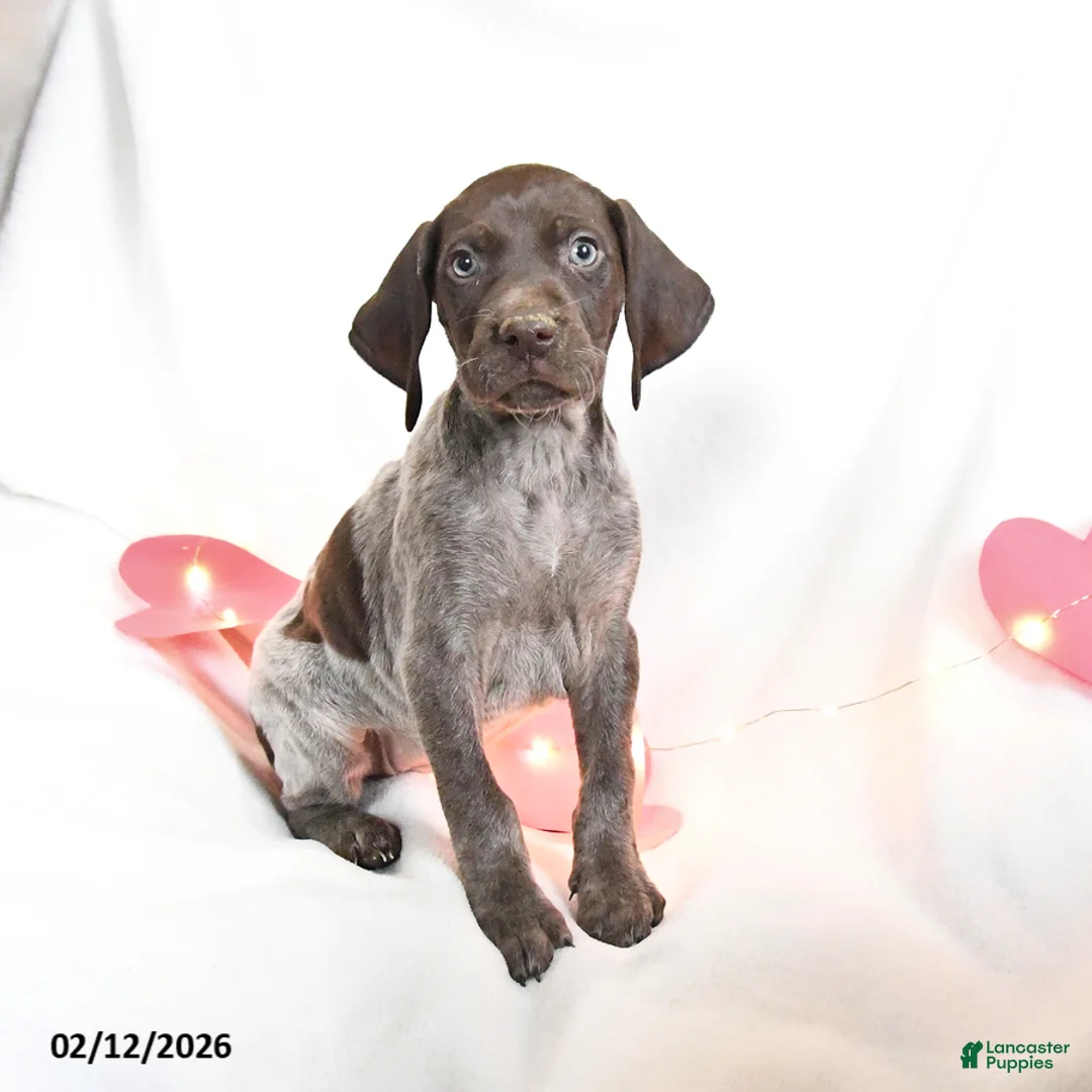 German Shorthaired Pointer dogs for sale: Rosebud - Ad 3