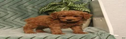 Miniature Poodle dogs for sale: Gomer - Ad 1