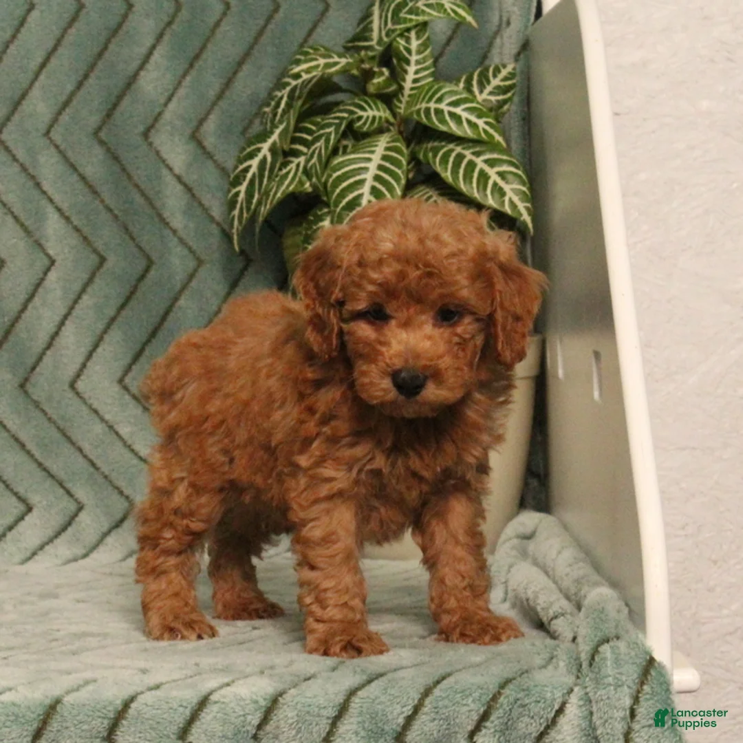 Miniature Poodle dogs for sale: Gomer - Ad 1
