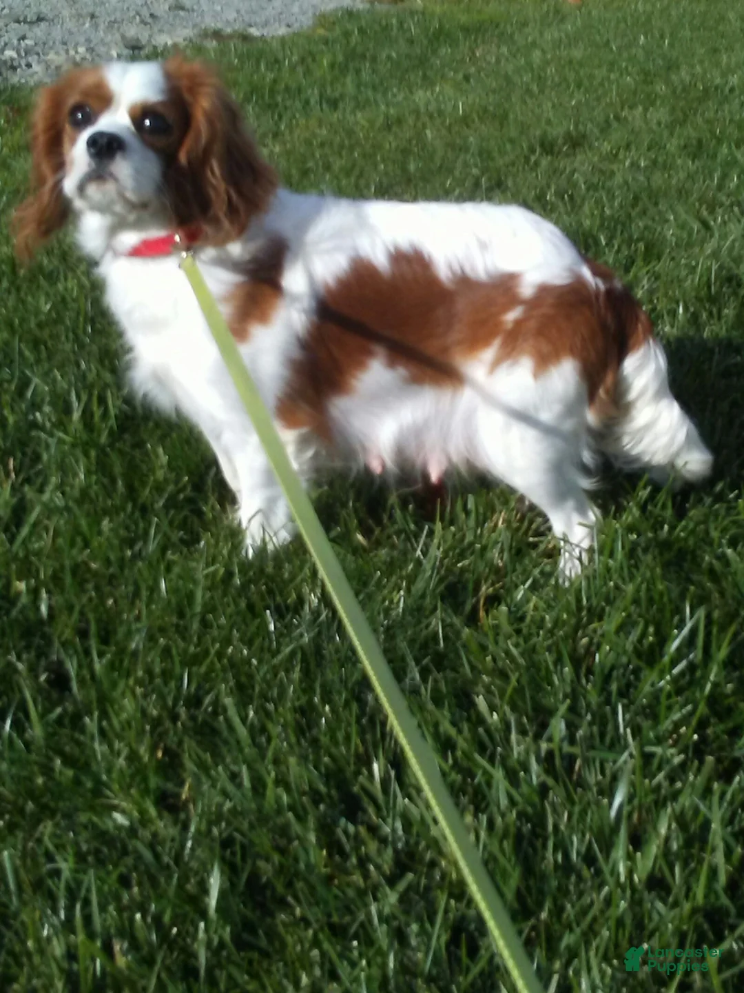 Cavalier King Charles Spaniel dogs for sale: Dash - Ad 7