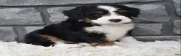 Mini Bernedoodle dogs for sale: Callie  - Ad 5