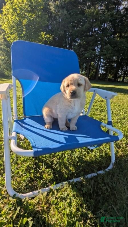 Labrador Retriever dogs for sale: Labrador Retriever 5 - Ad 1