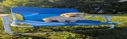 Labrador Retriever dogs for sale: Labrador Retriever 5 - Ad 1
