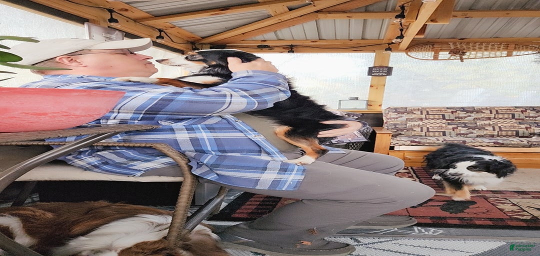 Gallery Image {{count}}