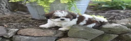 Shih Tzu dogs for sale: Biscuit - Ad 6