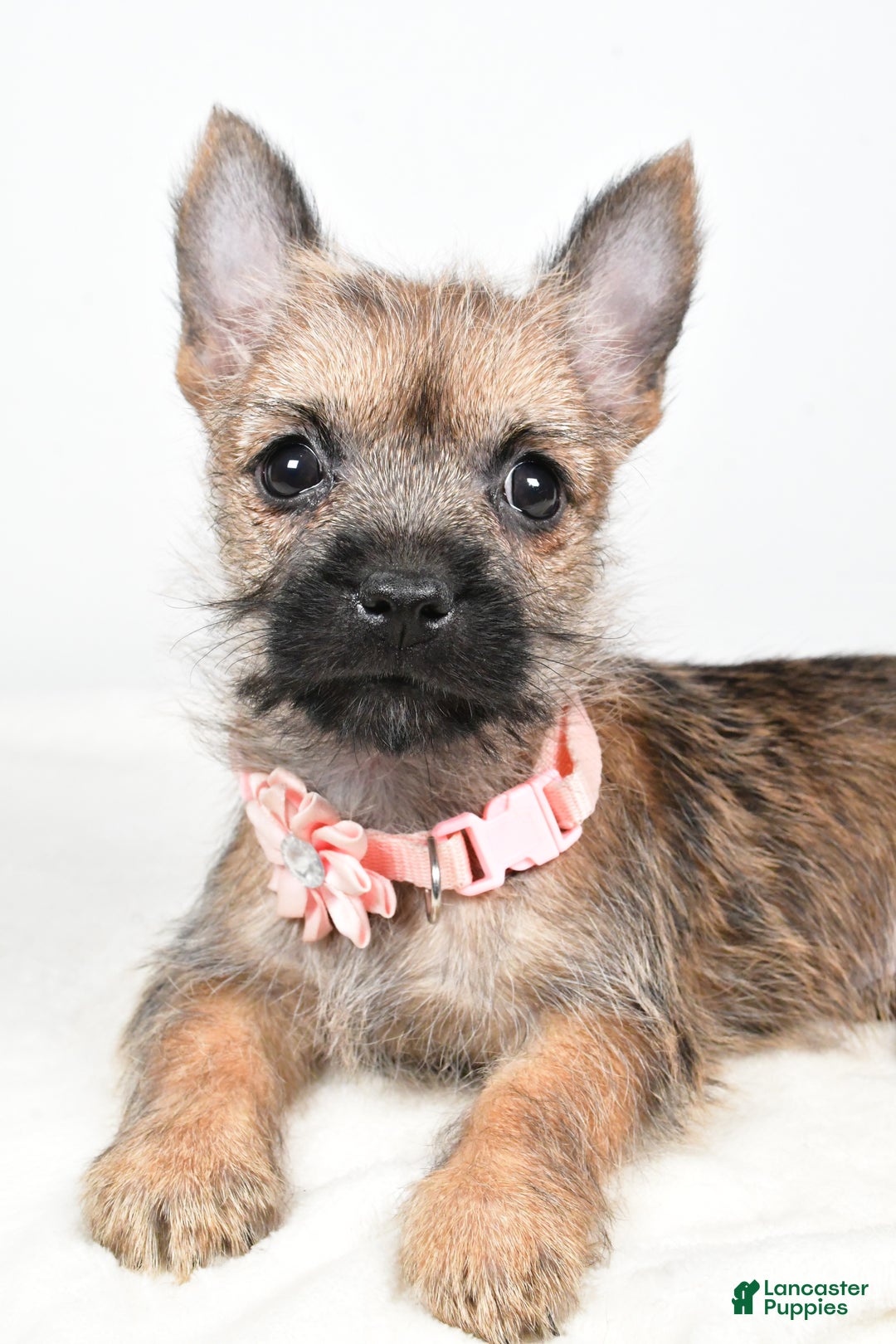 Cairn Terrier dogs for sale: Trisa - Ad 3