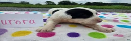 Sheepadoodle dogs for sale: Sheepadoodle 3 - Ad 3