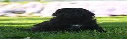 Mini Aussiedoodle dogs for sale: Pepper - Ad 3