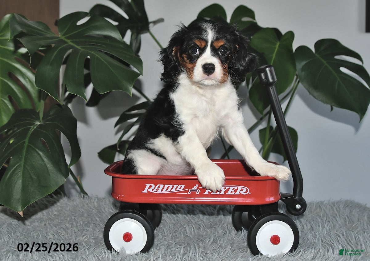Cavalier King Charles Spaniel dogs Jubilee - Ad 1