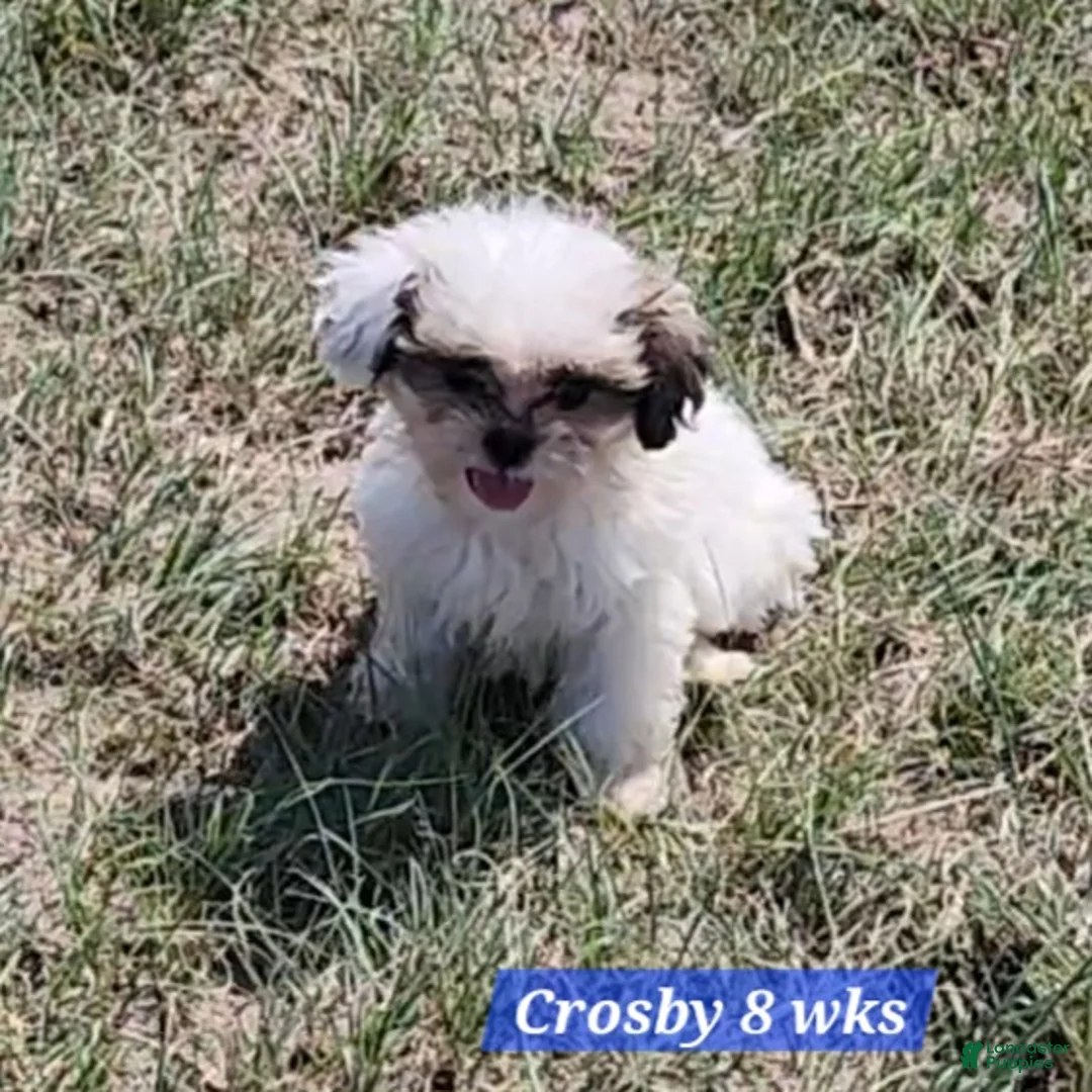 Teddy Bear dogs for sale: Crosby - Ad 20