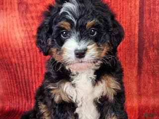 Mini Bernedoodle dogs Hickory - Ad 2
