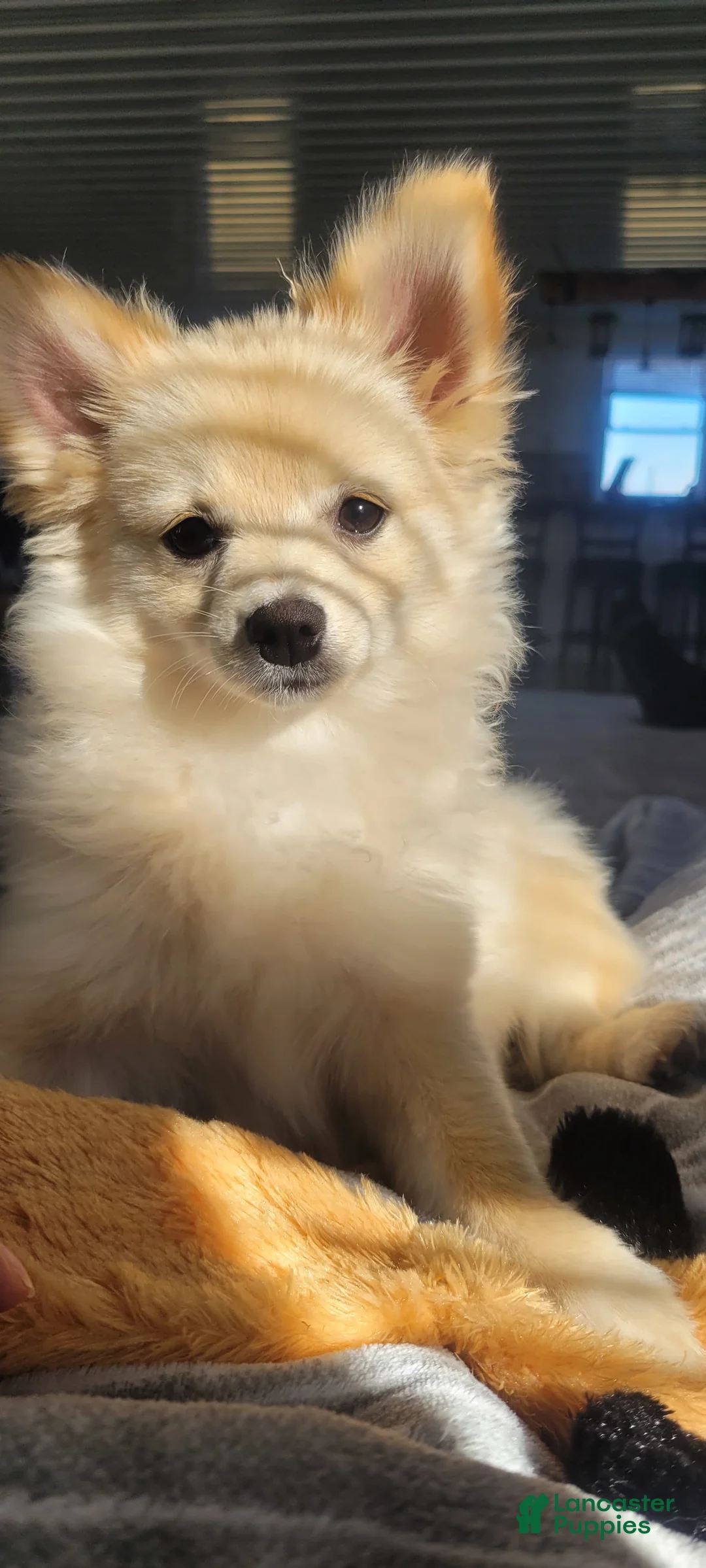 Gallery Image {{count}}