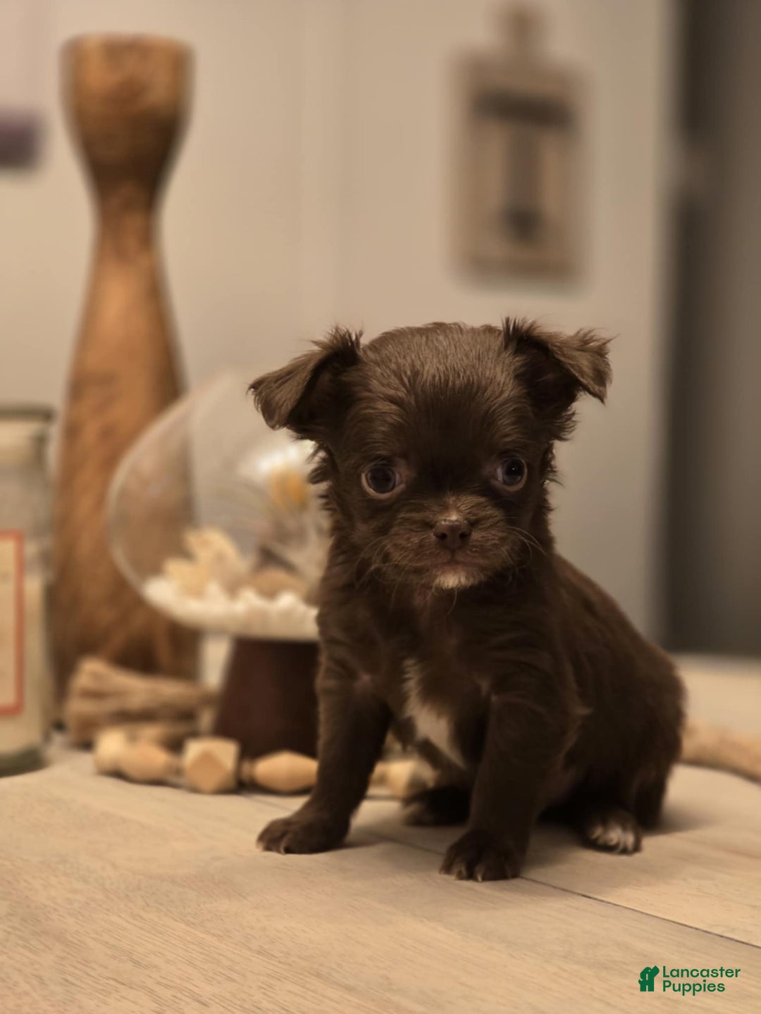 Chihuahua dogs for sale: Blue - Ad 1
