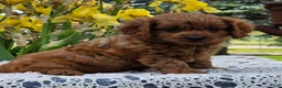 Cavapoo dogs for sale: Lincoln  - Ad 6