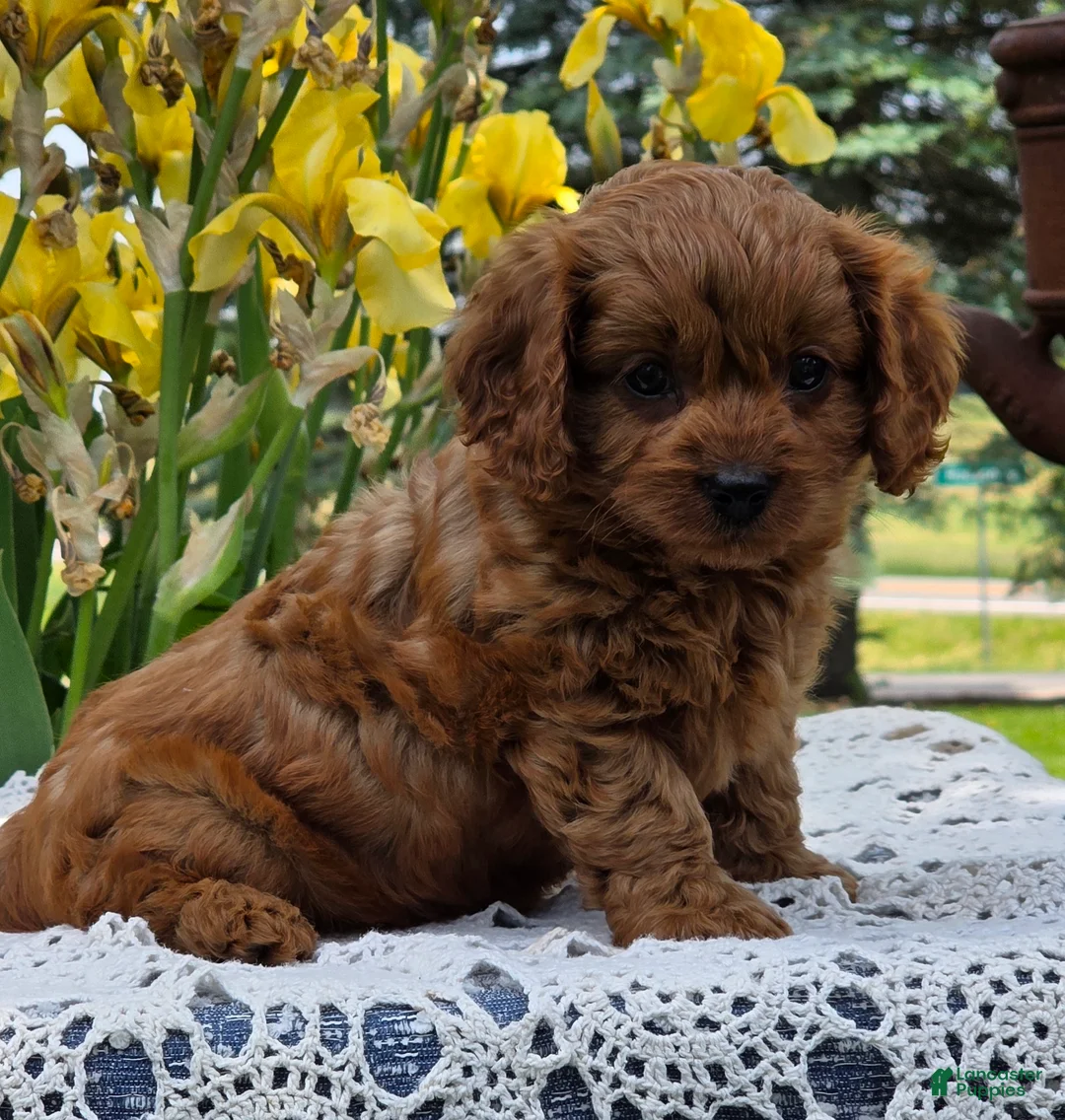 Cavapoo dogs for sale: Lincoln  - Ad 6