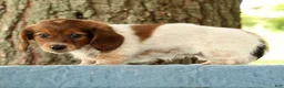Miniature Dachshund dogs for sale: Haven - Ad 5