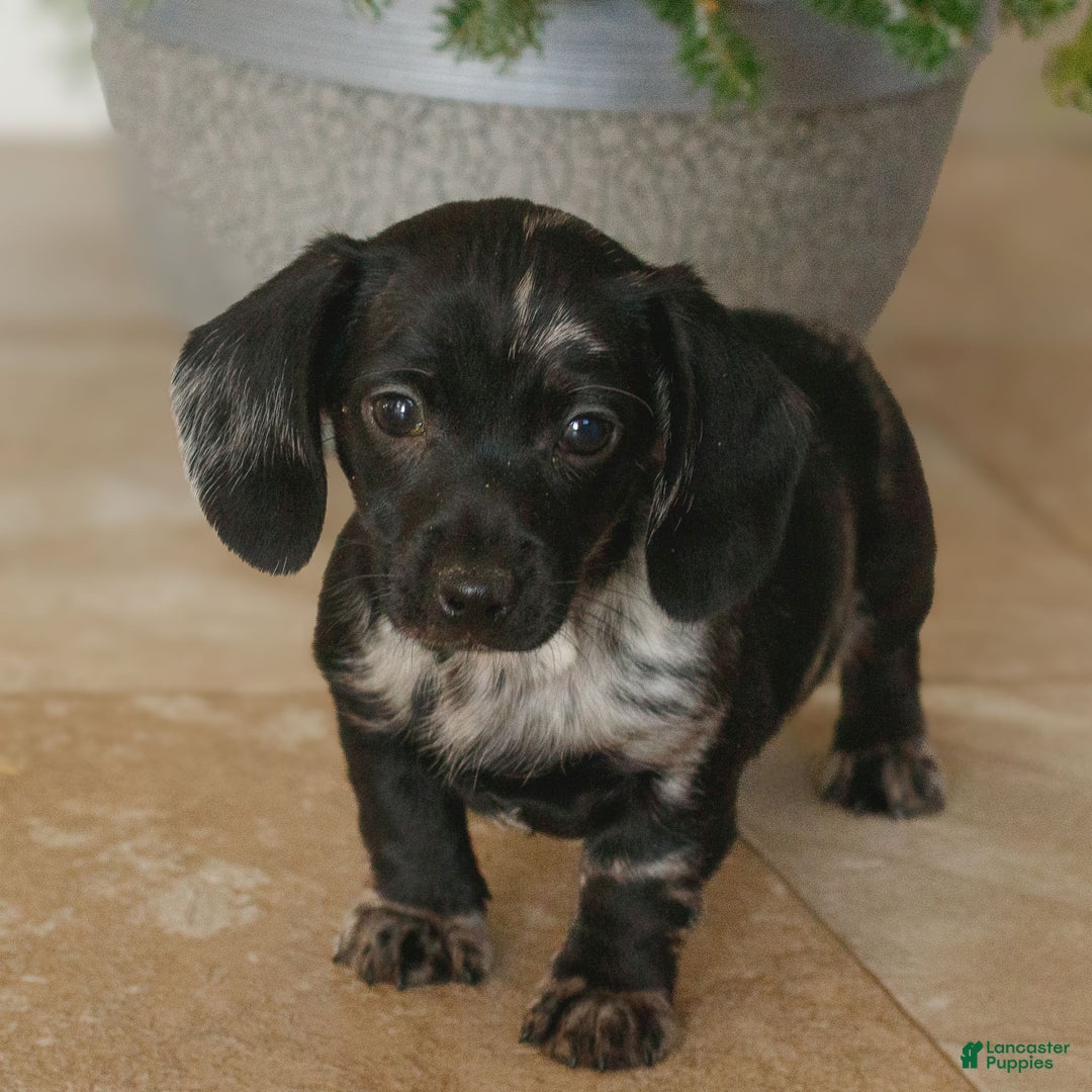 Miniature Dachshund dogs for sale: Hailey  - Ad 2
