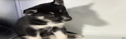 Mixed Breed dogs for sale: Tux - Ad 5